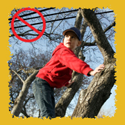 Danger: kid clibing tree next to power line